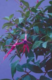 Fuchsia Springerlink