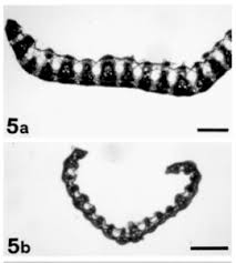 Image result for Sporobolus stapfianus