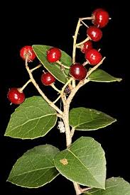 Image result for Scolopia