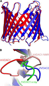 Codes are then assigned to all its. Superposition Of Zfvdac2 And Vdac1 A Zfvdac2 In Blue And Mvdac1 Download Scientific Diagram