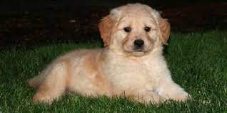 Click on a number to view those needing rescue in that state. Golden Retriever Puppies Adoption Mn Petsidi