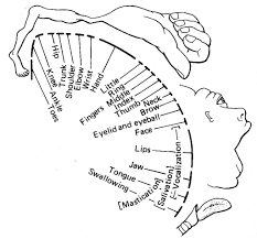 cortical vs subcortical