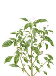 Image result for Impatiens hochstetteri