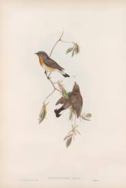 Toutefois, les allergies saisonnières telles que le rhume. Nourrir Les Oiseaux L Hiver Plumetis Magazine