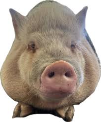 Looking for young dove or pigeon to adopt in Sacramento area