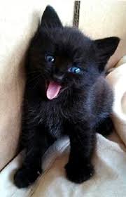 A gift or donation this holiday season! Silly Black Kitten With Blue Eyes Cats Cute Animals Images Kittens Cutest