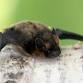 Wausau: Celebrate Wisconsin’s Bats event in Wausau, WI