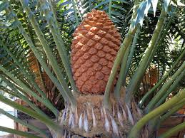 Encephalartos Paucidentatus Adenium Pandan Plants