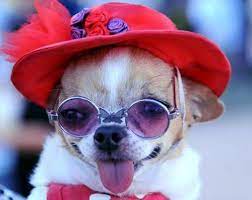Petslady S Pick Cute Red Hat Dog Of The Day Chihuahua Chihuahua Puppies Red Hat Society