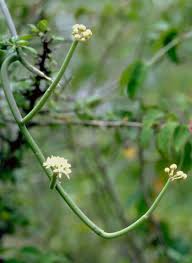 Image result for Cynanchum orangeanum