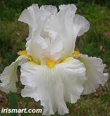Wedding Perfume Bearded Irises Flowers Roots Tubers Rhizomes Bearded Iris Wedding Perfume Iris Flowers