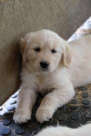 Oklahoma city, ok, usa, golden retriever breeders. Home Famn Damily Farm Dog Breeding Golden Retrievers Trumansburg