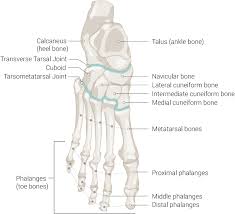 Classify each of the following bones based on their shape. Figure Foot Bones Talus Ankle Bone Statpearls Ncbi Bookshelf