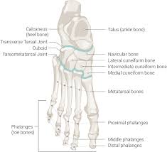 4 identify the structures b c a. Figure Foot Bones Talus Ankle Bone Statpearls Ncbi Bookshelf