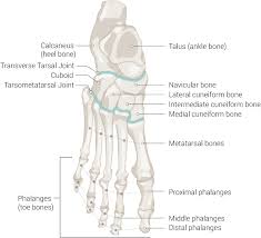 Ch103 chapter 8 the major macromolecules chemistry. Figure Foot Bones Talus Ankle Bone Statpearls Ncbi Bookshelf