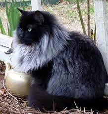 For some black cat breed 411, we checked in with jacqui bennett, all breed judge for the cat fanciers' association (cfa) and jodell raymond, the cfa's director of marketing communications. Black Cat Grows Magnificent White Winter Mane Love Meow