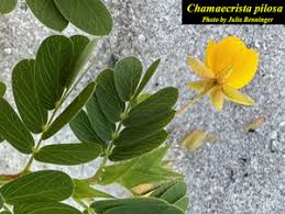 Image result for Chamaecrista plumosa