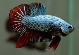 Plakat Betta Bangalore Aquarium