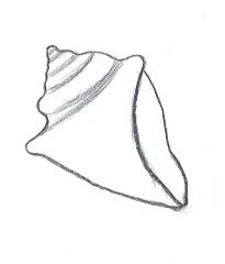 Check spelling or type a new query. Conch Sketch At Paintingvalley Com Explore Collection Of Conch Sketch