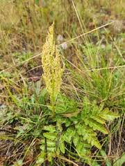 Image result for Ophioglossaceae