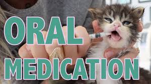 Maybe you would like to learn more about one of these? How To Safely Give Oral Medication To Kittens Youtube