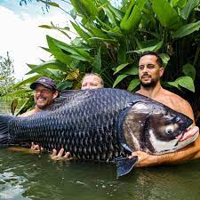 Caught 25 fish in one multiplayer session at gillhams. Gillhams Fishing Resorts Home Facebook