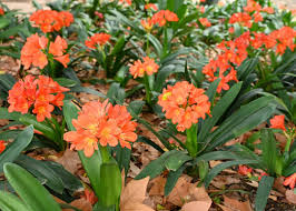Image result for Clivia miniata