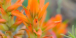The finest and freshest locally grown produce, prepared foods, flowers and crafts are available at and for centuries before this, orange county was a site for at least three successive native american villages. Getting Back To Our Roots Nocostyle Com