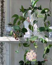 This Hoya Thomsonii Has The Prettiest Pinkish Lavender Blooms Too Bad I Can T Stand The Scent A Lot Of People Seem T Hoya Plants Cool Plants Pretty Plants