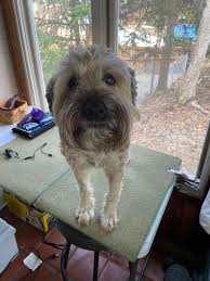 We are looking for a foster or...