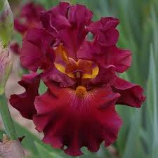 Iris Germanica Rip City Iris Des Jardins Rouge Carmin A Barbes Mandarine Iris Flowers Iris Garden Flower Seeds