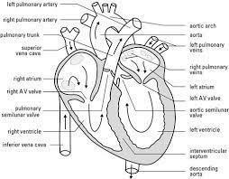 Pin On Cardiovascular System