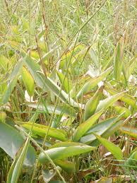 Image result for Kotschya aeschynomenoides