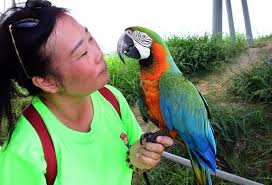 鸚鵡 macaw 金剛鸚鵡 parrot 朱迪迪 琉璃金剛 藍黃金剛 藍黃金剛鸚鵡 blue and gold macaw 琉璃金剛鸚鵡 blue and yellow macaw. å ±å¾©æ€§æ—…éŠç™¼å¨å°æ±é‡'å‰›é¸šéµ¡å‚¾å·¢è€Œå‡º å¯¶å³¶ ä¸­æ™‚