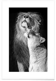 Comment on the news and join lions fan forum at mlive.com. Lions In Love Poster Juniqe