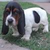 Akc registered basset hound puppies for sale! 1
