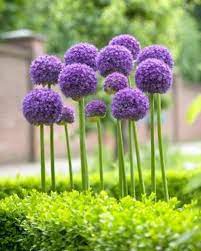 Akcollection Flower Pictures Collection Allium Flowers Longfield Gardens Planting Flowers