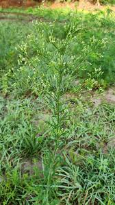 Image result for Conyza