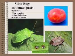 Hot dry conditions favour this pest. Elements Of Organic Farming Pest Insect Disease Management