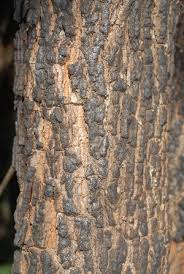 Image result for Uapaca sansibarica