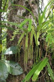 Image result for Huperzia bampsiana