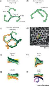 It forms a triskelion shape composed of three clathrin heavy chains and three light chains. From Flat To Curved Clathrin Controlling A Plastic Ratchet Trends In Cell Biology