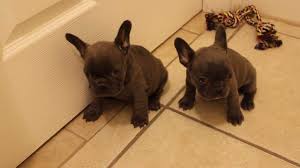 Their temperament and companionship is truly like no other breed. Two Gorgeous Blue French Bulldog Female Puppies For Sale Chocolate Carriers Youtube