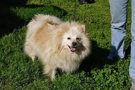 Adopt Chelsea On Petfinder Pomeranian Dog Pets Cat Adoption