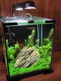 Aquael Shrimp Set 20l Nano Aquarium Nano Aquarium Tropical Fish Aquarium Shrimp Tank
