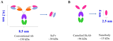 But i am having one issue that makes it very frustrating; Nanobodies Targeting Immune Checkpoint Molecules For Tumor Immunotherapy And Immunoimaging Review