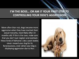 There's a lot that goes into socializing a puppy to prevent behavioral issues with other dogs down the road. Aggressive Dog Behavior