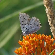 Image result for Dicliptera swynnertonii