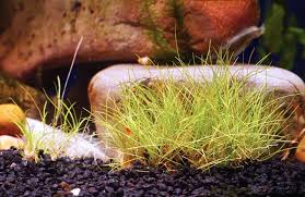 Image result for Eleocharis decoriglumis