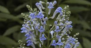Image result for Scutellaria